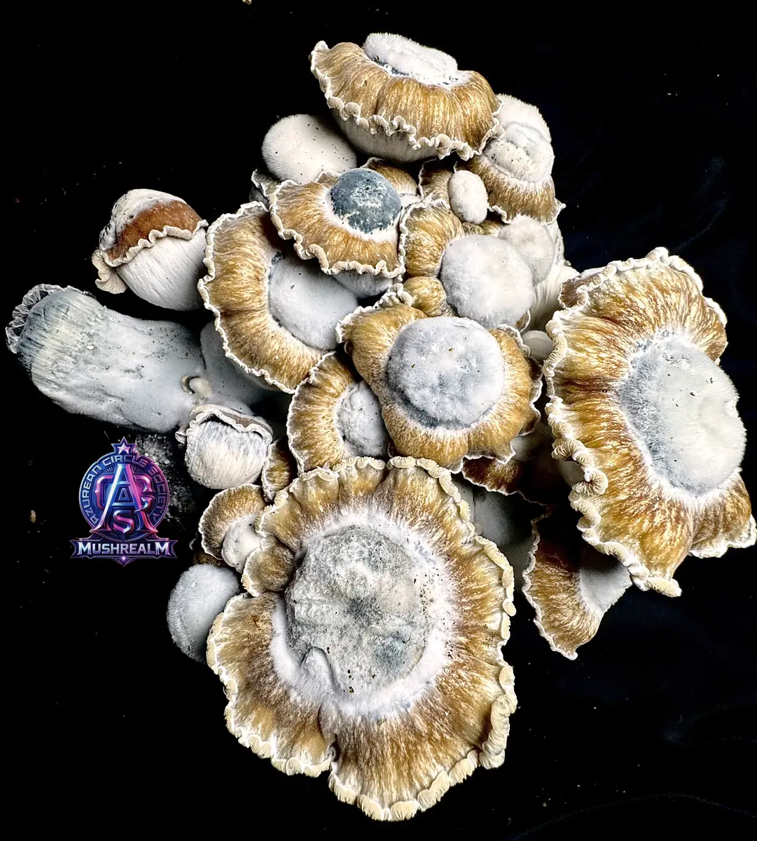 El Toque f2 (El Choco x Toque f8) isolated spore syringe (LC), UK