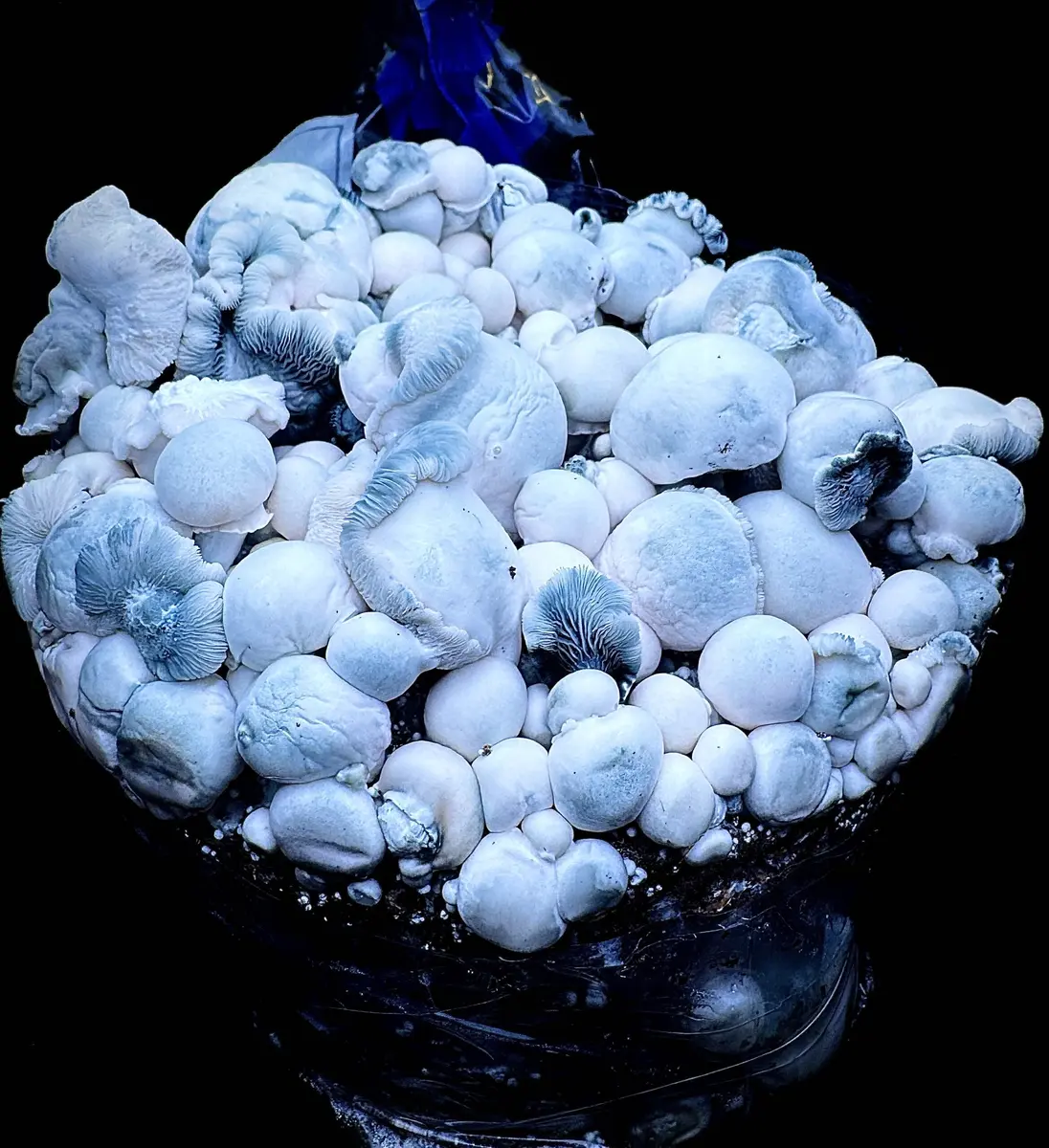 Albino Saturn Tidepool isolated spore syringe (LC), UK