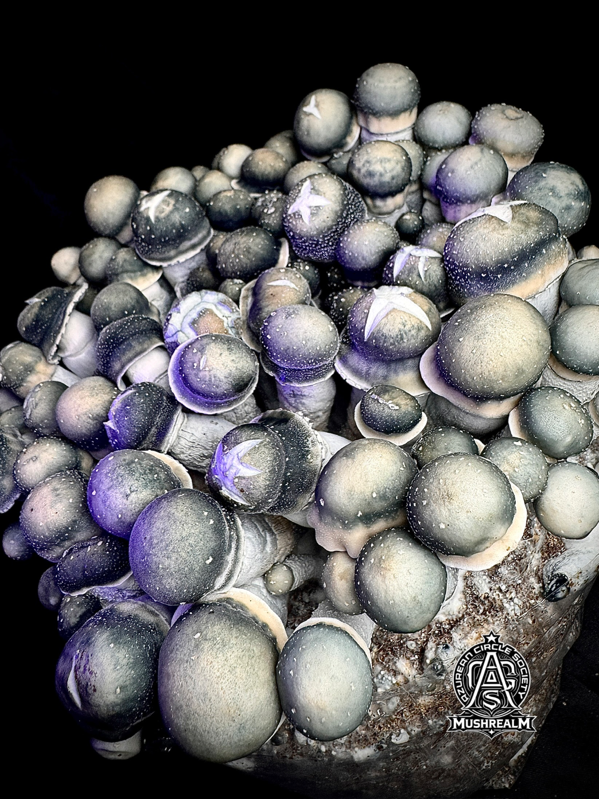 Starry Night APE (SNAPE 50 iso) - Spore Syringe