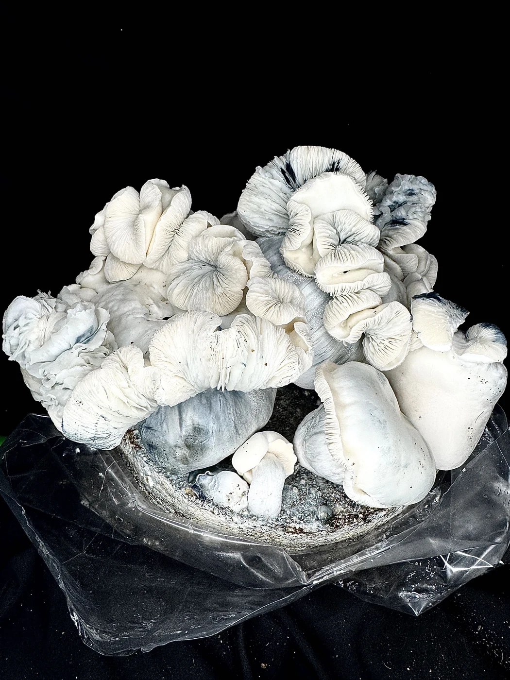 Albino Bluey Vuitton (ACS iso) - Spore Syringe